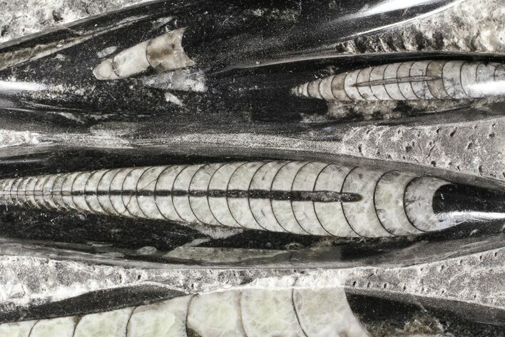 Polished Orthoceras (Cephalopod) Plate - #74324